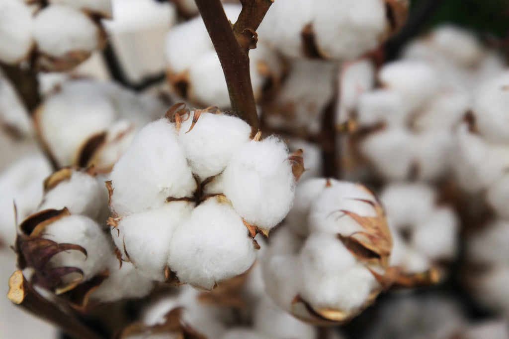 The Rise of Sustainable Fashion